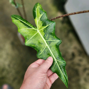 알로카시아 사리안 바리에가타