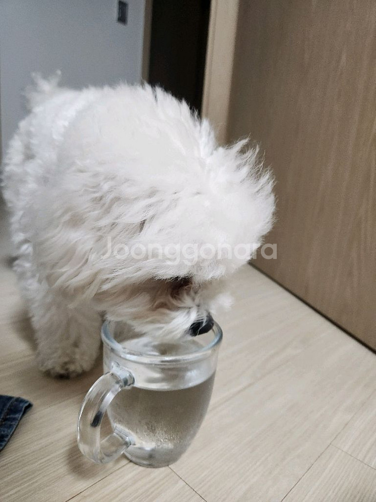 강아지용 고급유리컵--0