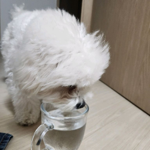 강아지용 고급유리컵