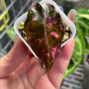 알로카시아 아마조니카 흰무늬거북바리