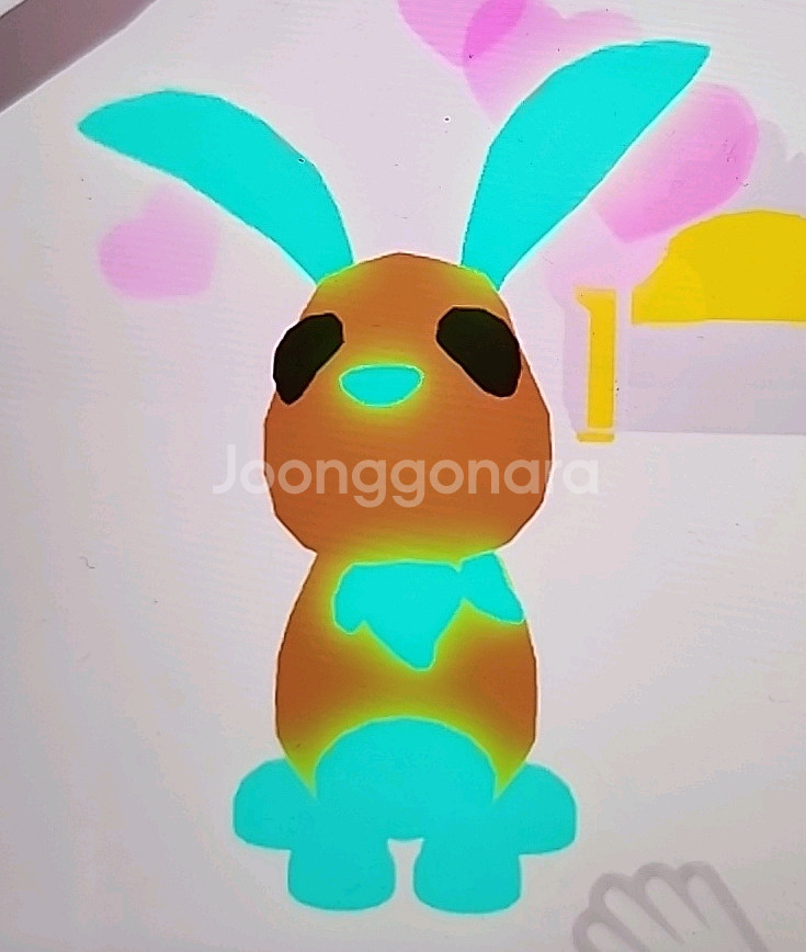 입양하세요 펫 산토끼--0