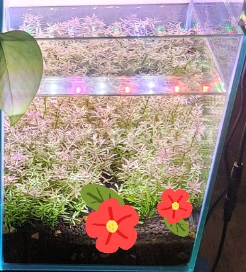 수초어항 세트--0