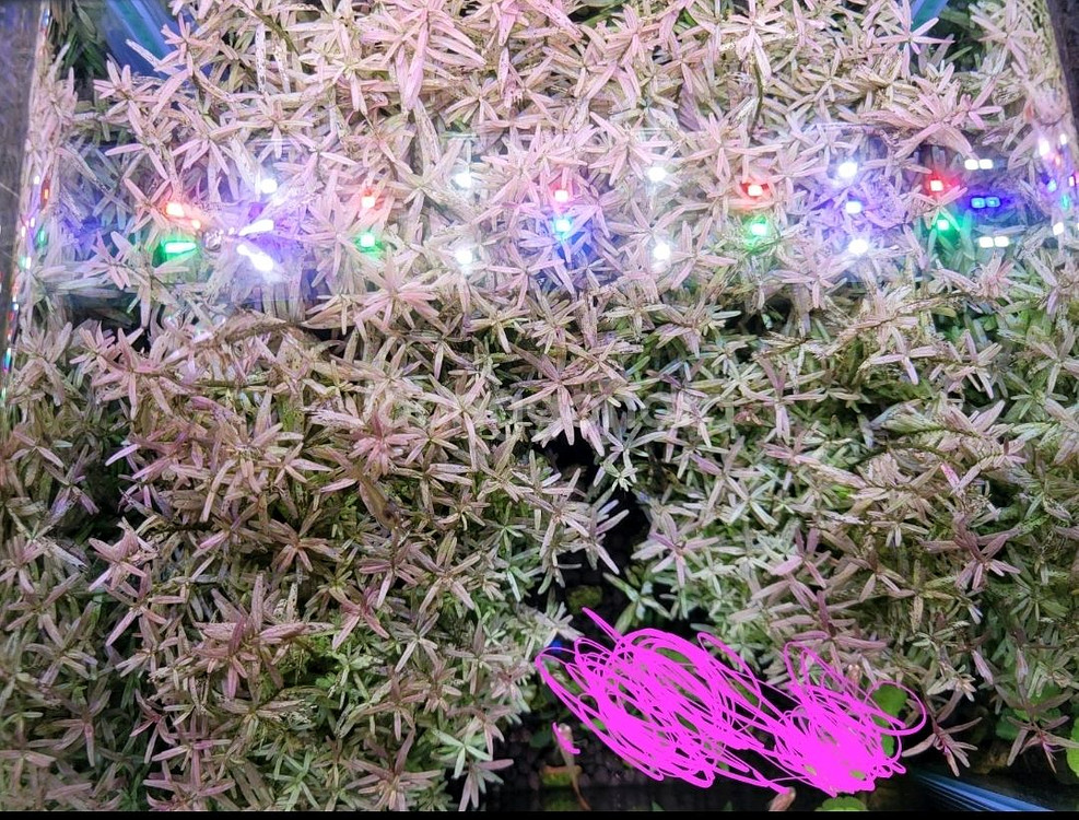 수초어항 세트--3