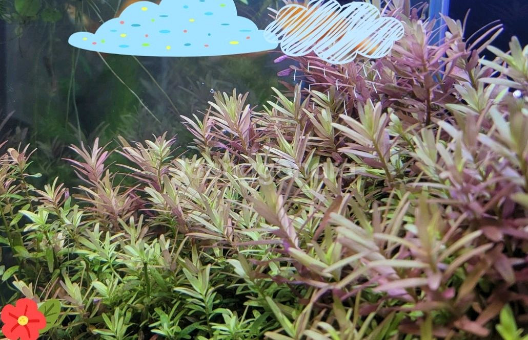 수초어항 세트--4