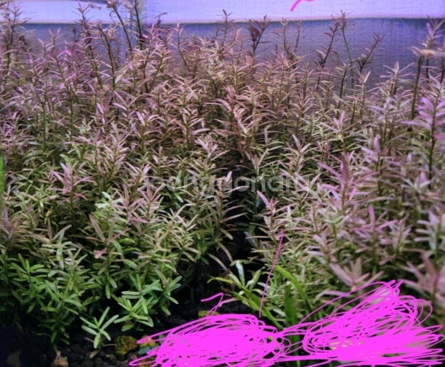 수초어항 세트--2