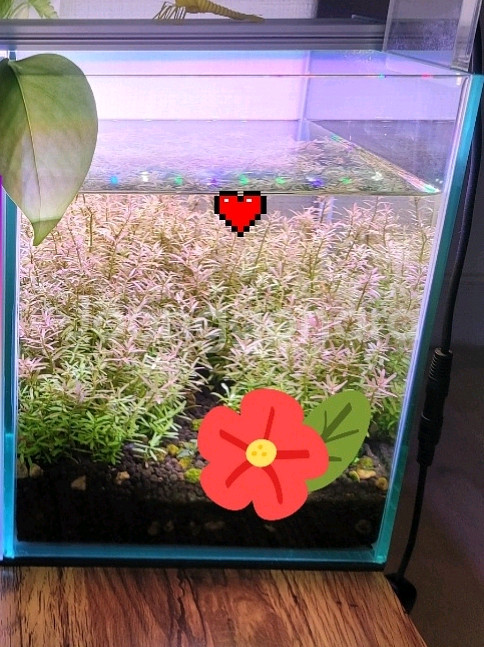 수초어항 세트--1