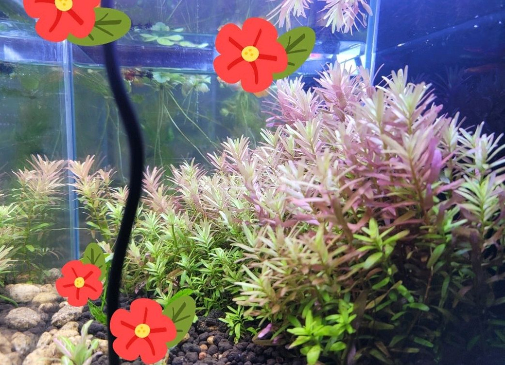 수초어항 세트--5