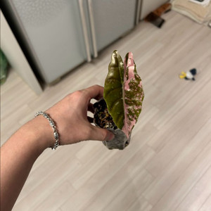 알로카시아 찬트리에 핑크