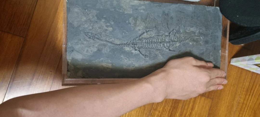 초희귀 화석 케이쵸우사우루스 28cm 급처 - 안심되는 중고거래