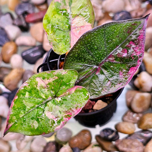 알로카시아 유카탄 프린세스 핑크 바리에가타 (7727)