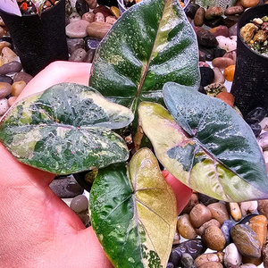 알로카시아 유카탄 프린세스 핑크옐로우 바리(7731)