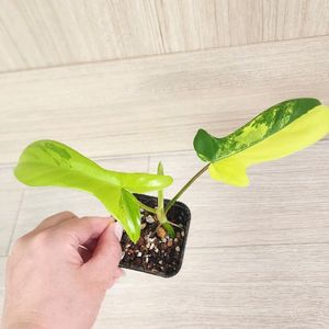 플로리다 뷰티 바리에가타