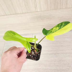 플로리다 뷰티 바리에가타