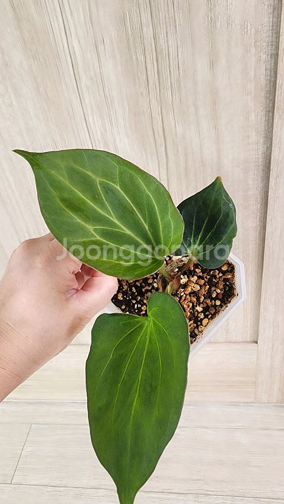 안스리움 킹오스 다크폼(킹오브스페이드)--0