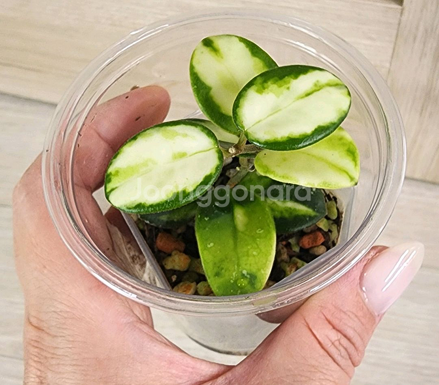 호야 마틸드 바리에가타--0