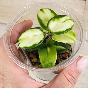 호야 마틸드 바리에가타