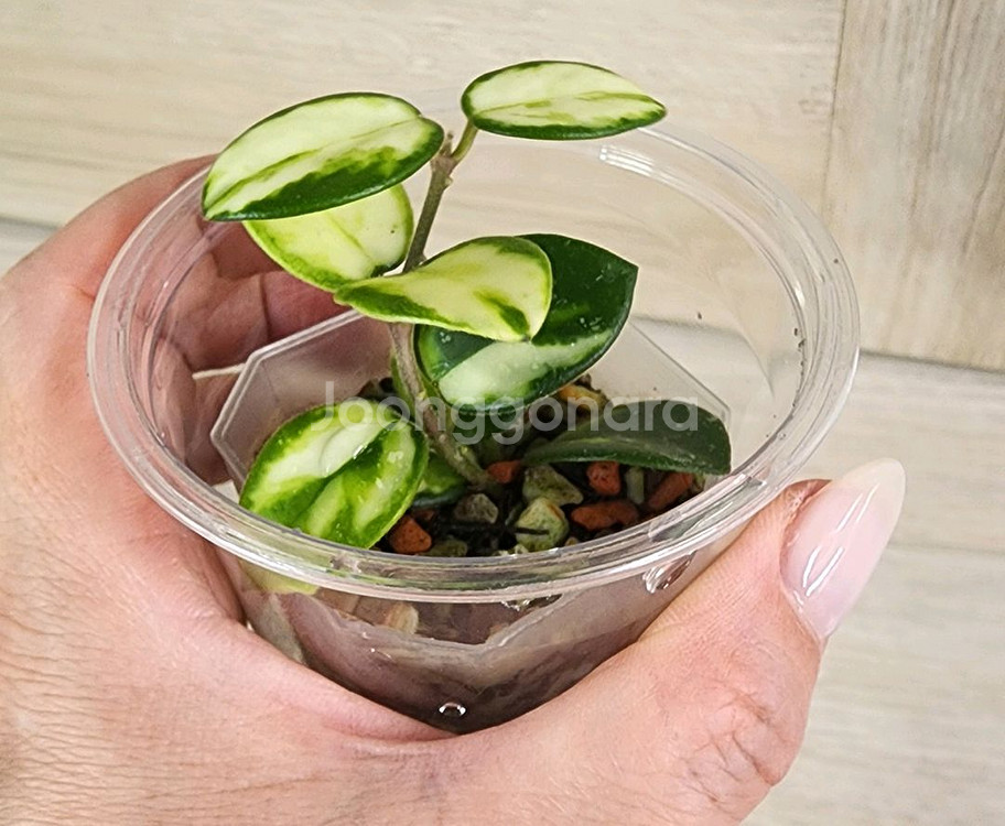 호야 마틸드 바리에가타--4