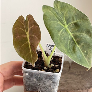 알로카시아 골든본 바리에가타