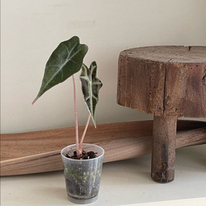 알로카시아 노빌리스 풀실버