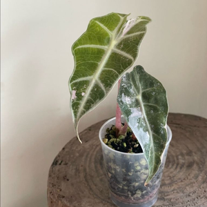 (자구최소3개)알로카시아 아마조니카 화이트핑크 바리