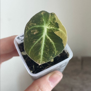 알로카시아 블랙벨벳 옐로우 바리에가타