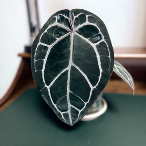 안스리움 미쉘x자라 닥터블락