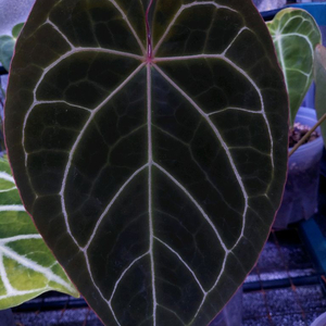 안스리움 블랙위도우 미쉘(닥터블락s1)