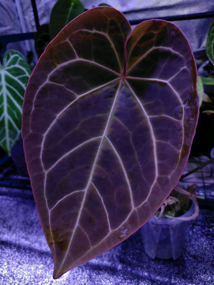 안스리움 블랙위도우 미쉘(닥터블락s1)--1