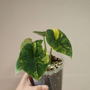 알로카시아 멜로 옐로우 바리에가타 36만원