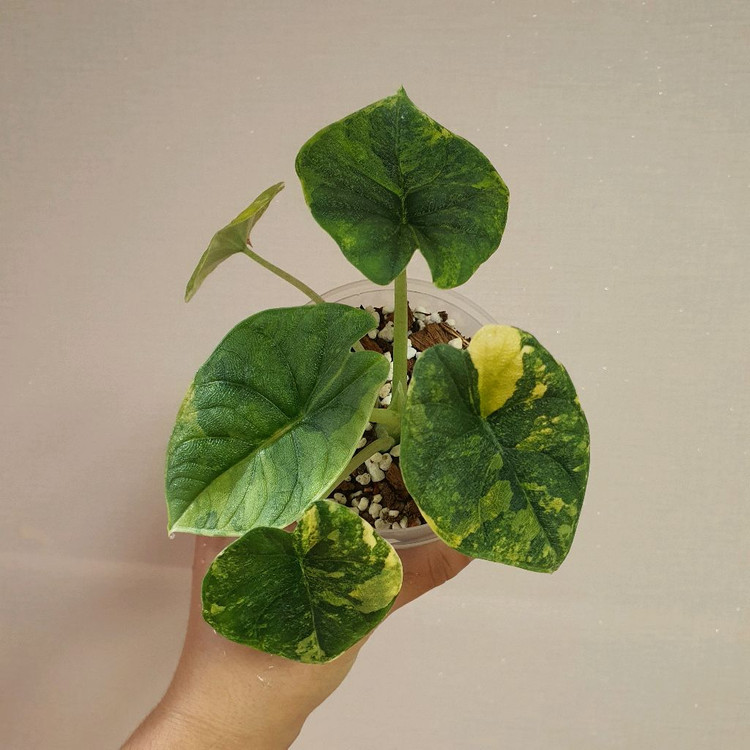 알로카시아 멜로 옐로우 바리에가타 36만원--1