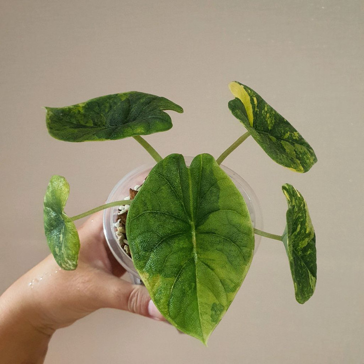 알로카시아 멜로 옐로우 바리에가타 36만원--2