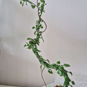 용꼬리. 세로페기아 시모네