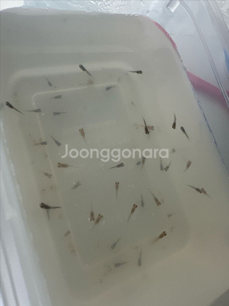 구피치어 분양--0