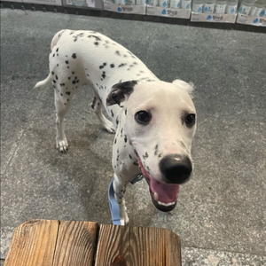 아디다스 쿠폰 20% 구매합니다