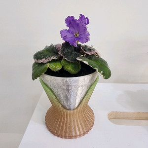 자동 관주 화분 아레나 바이올렛