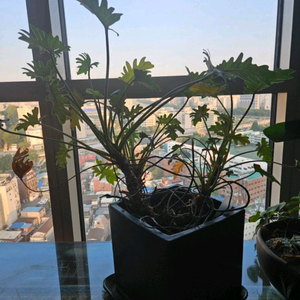 [화분] 구문초