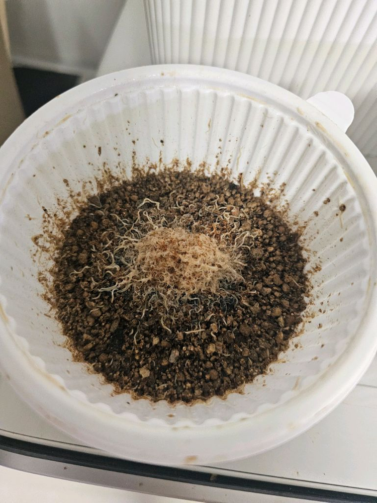 그린달웜 화이트웜 물고기 무한번식먹이 팝니다 이미지