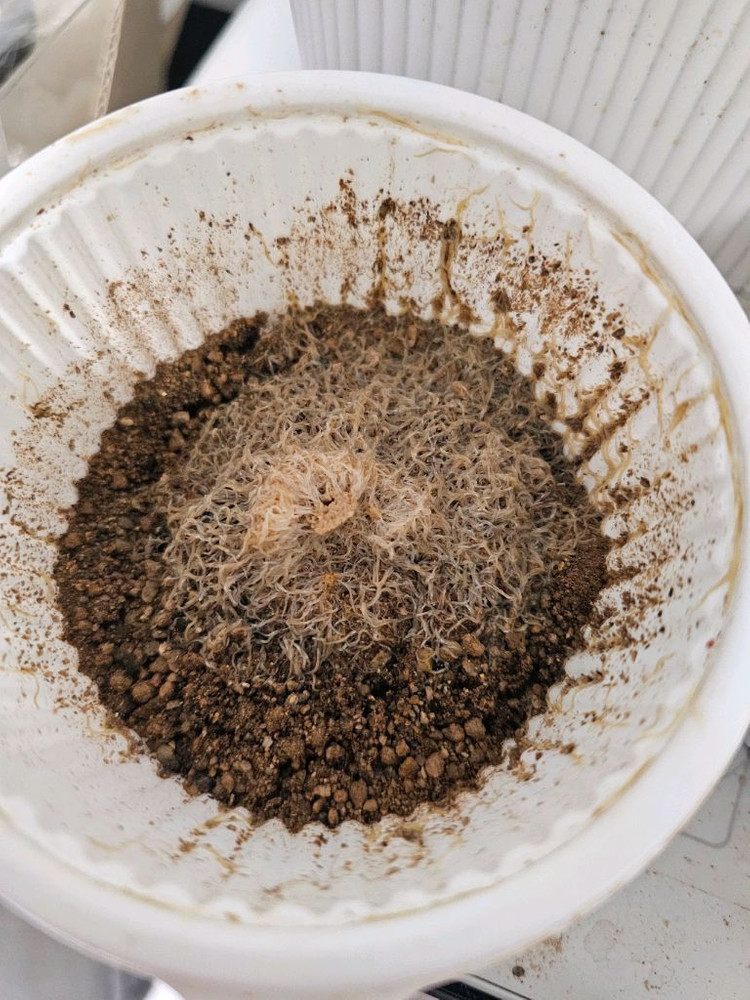 그린달웜 화이트웜 물고기 무한번식먹이 팝니다 이미지