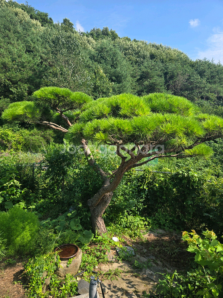 조경 소나무 판매합니다--1