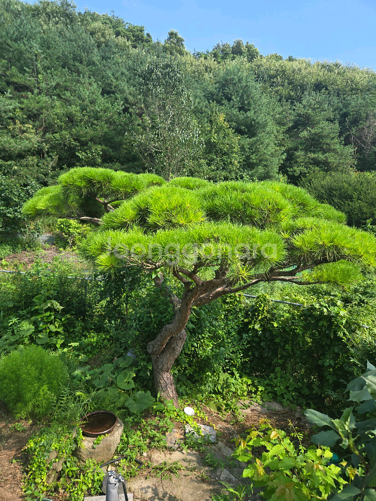 조경 소나무 판매합니다--6