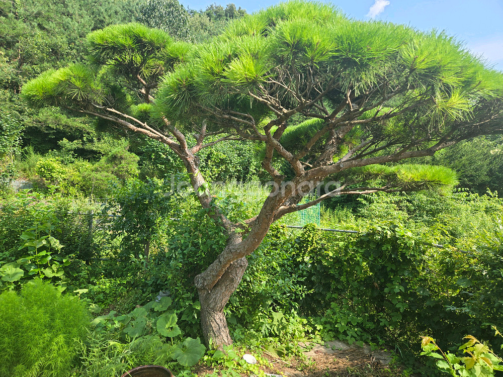조경 소나무 판매합니다--4
