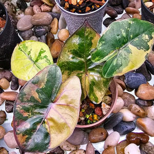 알로카시아 유카탄 프린세스 핑크옐로우 바리(740)