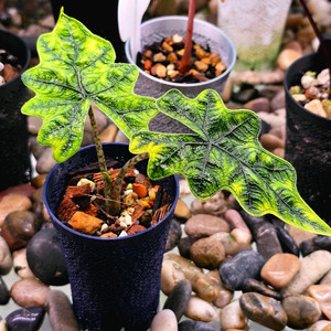 알로카시아 잭클린 미스틱 바리에가타(801)