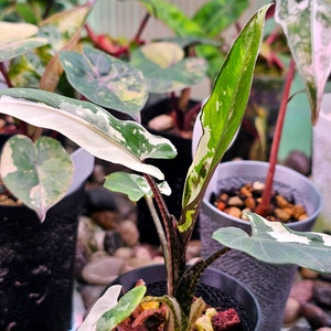 알로카시아 로터바키아나 화이트 바리에가타(872)