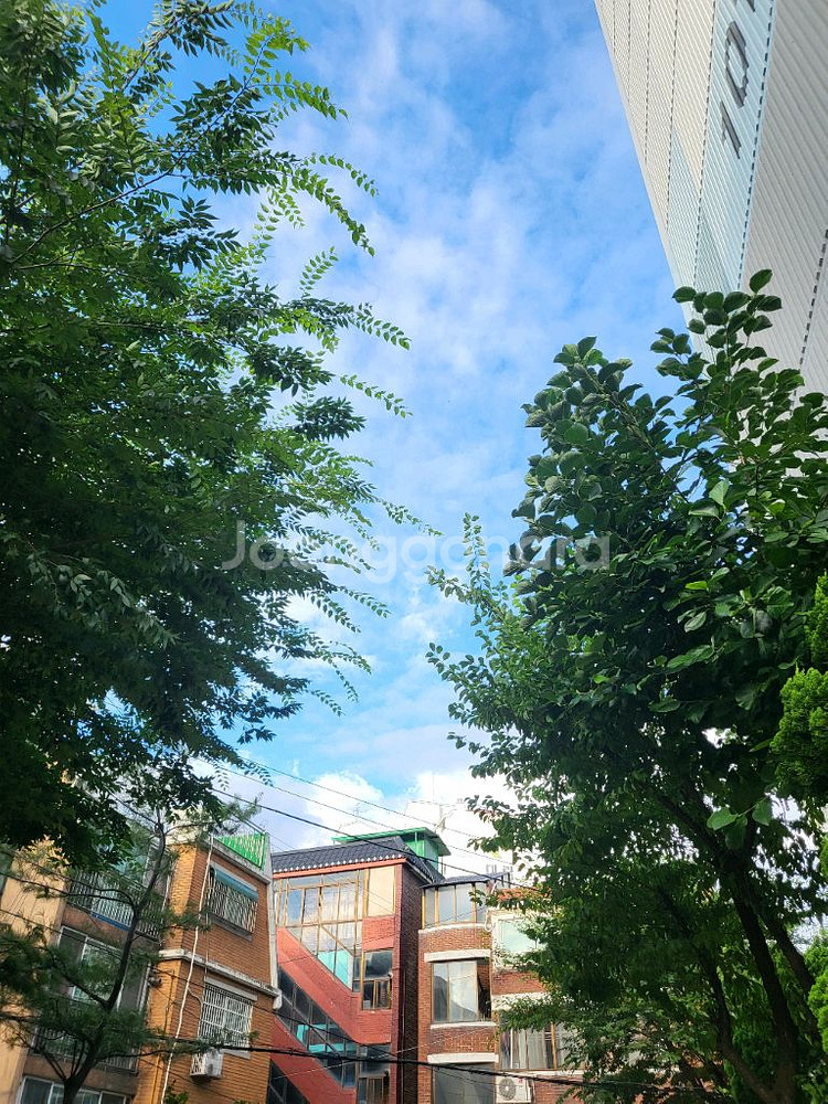 입양하세요 날타 물약 삽니다--0