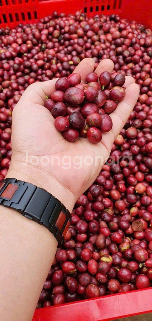 베트남커피 원두 (새제품) 500g--3