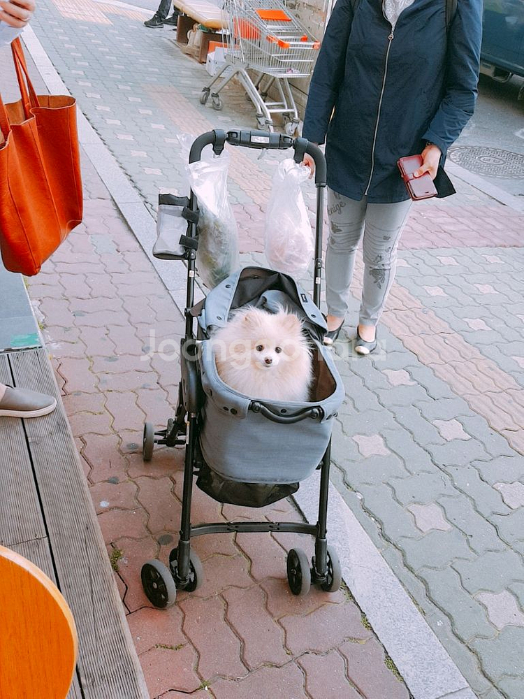 콤펫 강아지 유모차--1