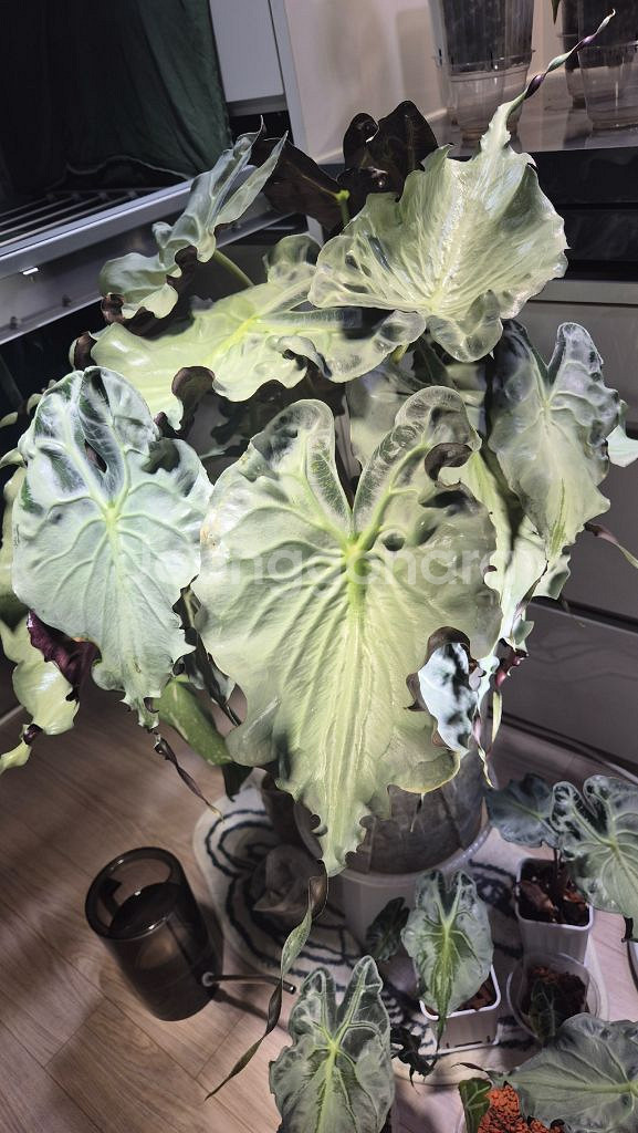 알로카시아 베놈--0