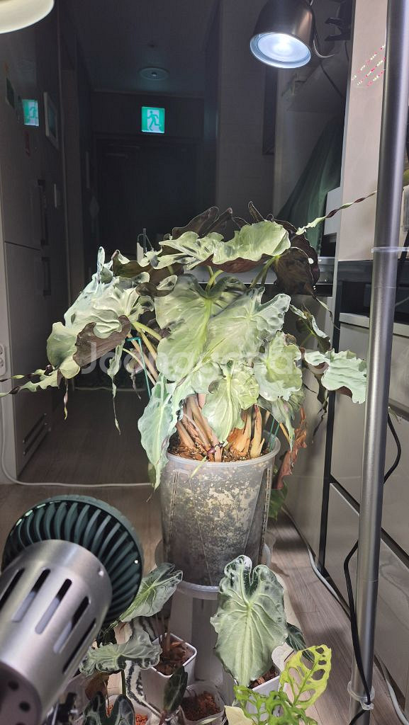 알로카시아 베놈--3