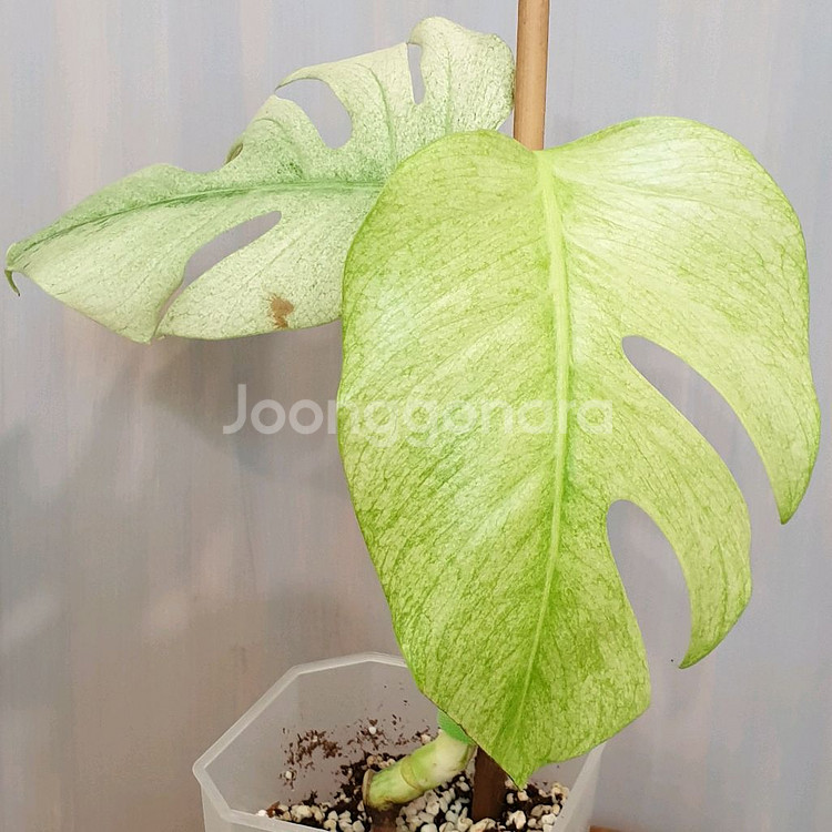 오구오구~몬스테라 풀민트 바리에가타#탑2장#잎16cm--0